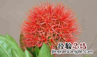 网球花的种植及护理 网球花的养殖方法和注意事项