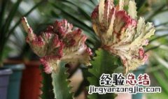 龙骨花可以在家养殖吗 龙骨花可以在家养殖吗视频