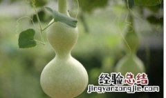 葫芦怎么保存 存放葫芦的方法