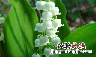 铃兰的养殖殖方法 铃兰的养殖殖方法和技术