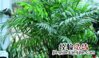 袖珍椰子的养殖方法和注意事项有哪些 袖珍椰子如何养殖长得快