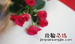 玫瑰花可以直接用营养土栽培吗 玫瑰花可以直接用营养土栽培吗