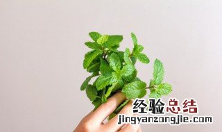 五花肉 薄荷 薄荷五花肉做法窍门