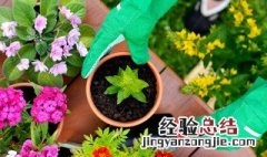 帝王花如何养殖 帝王花养殖要点