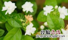 茉莉花可以在家养殖吗冬天 茉莉花可以在家养殖吗