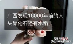 广西发现16000年前的人头骨化石还有水稻