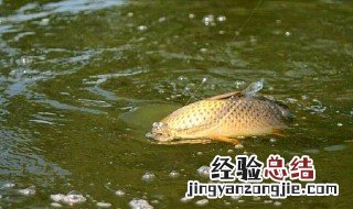 钓鲤鱼饵料 钓鲤鱼的饵料如何选择