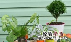 家里养什么植物防蚊虫 家里养什么植物可以驱蚊虫