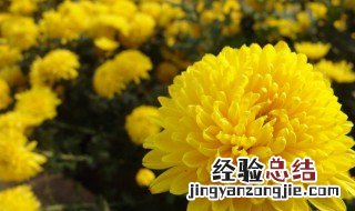 菊花在中国寓意是什么 菊花在中国寓意是什么象征