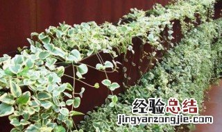 西方如何种植攀援植物防止墙面干燥