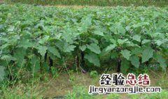 茄子种植方法和时间 怎么培育适龄壮苗