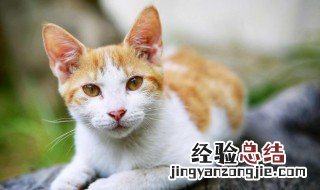 梦见猫咬手是什么意思 男人梦见猫咬手是什么意思