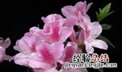 杜鹃花有什么寓意 杜鹃花有什么寓意象征?