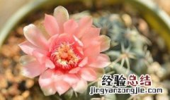 绯花玉各种花色怎么区分 绯花玉与家居风格的搭配