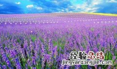 薰衣草的花语是什么意思 薰衣草代表什么象征意义