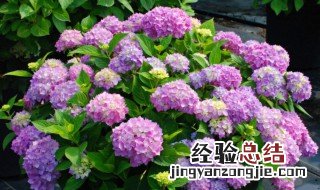 什么花一年四季都开花 四季开花的花卉