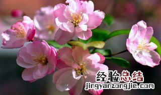 什么花压海棠 海棠花压枝的方法