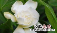 栀子花换盆要注意哪些 什么时候换最好