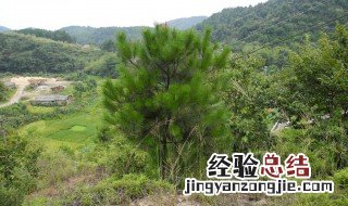 野生山松种植方法 野生山松种植方法图片