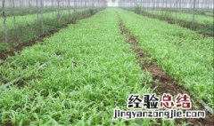 角儿菜种植时间及方法 角儿菜种植时间及方法视频