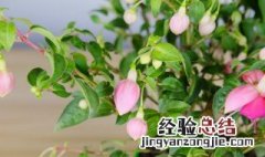 灯笼花怎么养好 灯笼花怎么养好看又好养