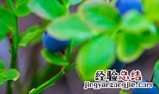 植物补光灯晚上用还是白天用效果好 植物补光灯晚上用还是白天用