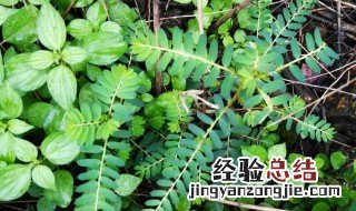 草本植物分类介绍 草本植物名录表