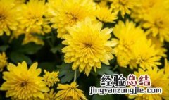 盆栽菊花花败了怎么办 盆栽菊花开败了怎么办