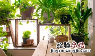 30种植物的风水意义 30种植物的风水意义是什么