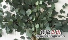 尤加利叶寓意 金色尤加利叶寓意