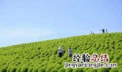 绿地肤种植方法和时间 红地肤种植时间和技巧