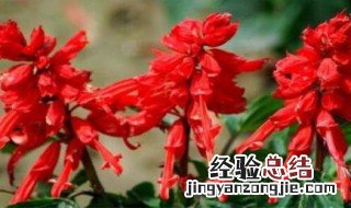 一串红的花语是什么意思 一串红的花语是什么