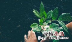 如何找到植物病害的原因和防治 如何找到植物病害的原因