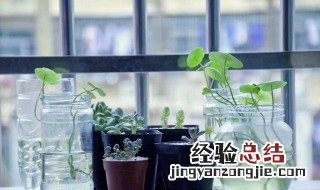 水培植物如何增氧气 水培植物如何增氧