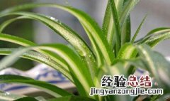 哪些植物除甲醛最好 什么植物吸收甲醛最好