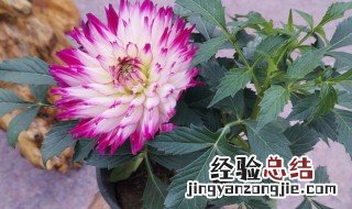 地瓜花怎么种 地瓜花怎么种植