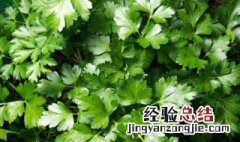 如何制作干欧芹 干欧芹碎做什么菜用?