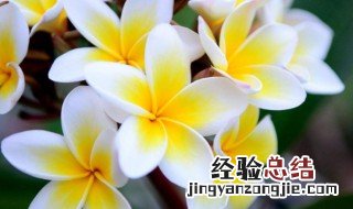 鸡蛋花花语寓意着什么 鸡蛋花花语寓意着啥
