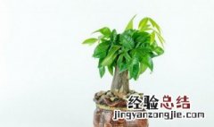 如何在客厅摆放植物 客厅怎么放植物图片