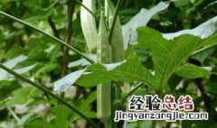 大花秋葵种植方法和时间 秋葵种植方法和时间