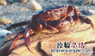 大闸蟹运送途中死了还能吃么 大闸蟹运输过程中死了能不能吃