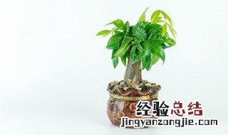 室内植物风水怎么安排 室内植物风水树有哪些