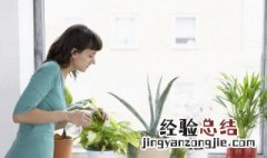 有哪些绿植适合摆放在卧室 什么绿植放在卧室最好