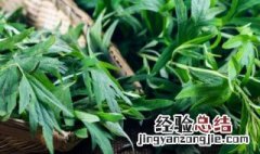 艾草能驱蚊吗 院子里种艾草能驱蚊吗