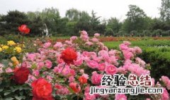 月季花如何修剪枝图解 月季花如何修剪