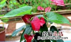 火鹤花如何养殖 火鹤花怎么养殖