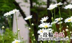 雏菊怎么繁殖 雏菊怎么养