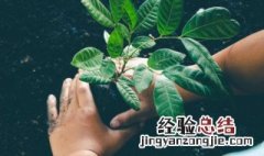 植树节微信朋友圈说说 植树节微信朋友圈