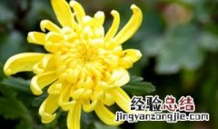 菊花是不是不能放在室内养 菊花可以放在室内养吗