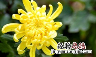 菊花是不是不能放在室内养 菊花可以放在室内养吗